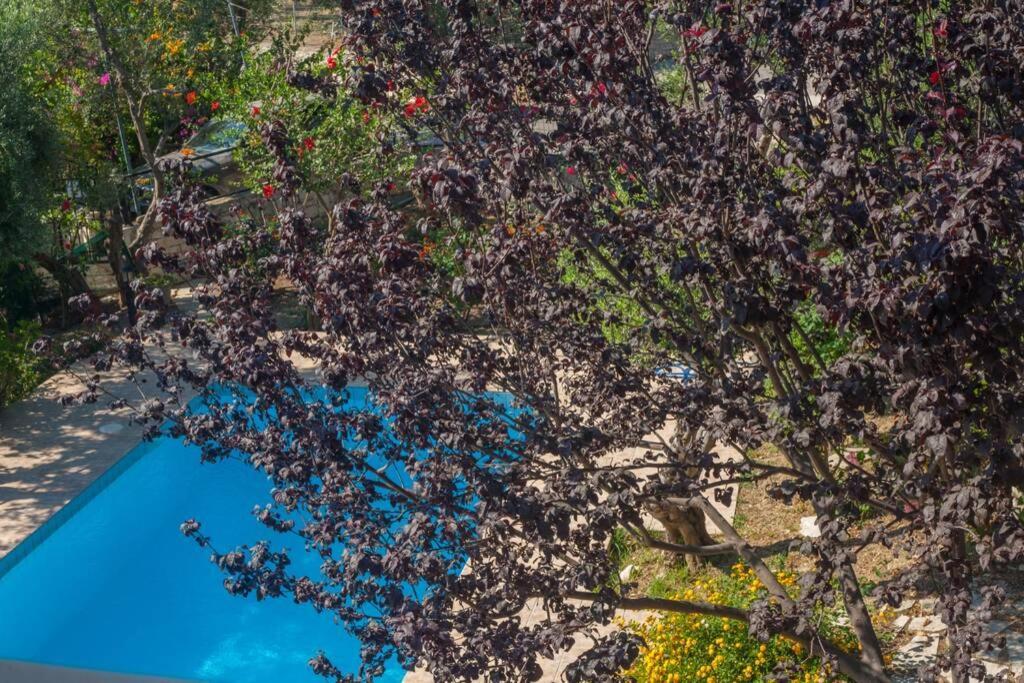 Villa Manolis La Canea Esterno foto